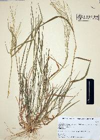 Leptochloa panicea image