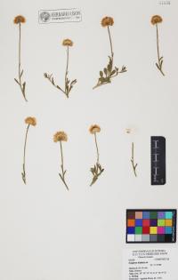 Erigeron lobatus image