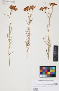 Senecio flaccidus image