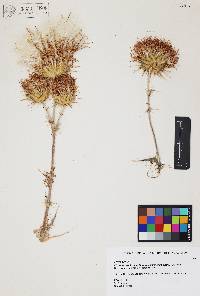 Cirsium arizonicum var. bipinnatum image