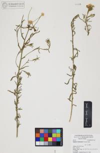 Erigeron divergens image