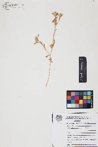 Centaurea melitensis image