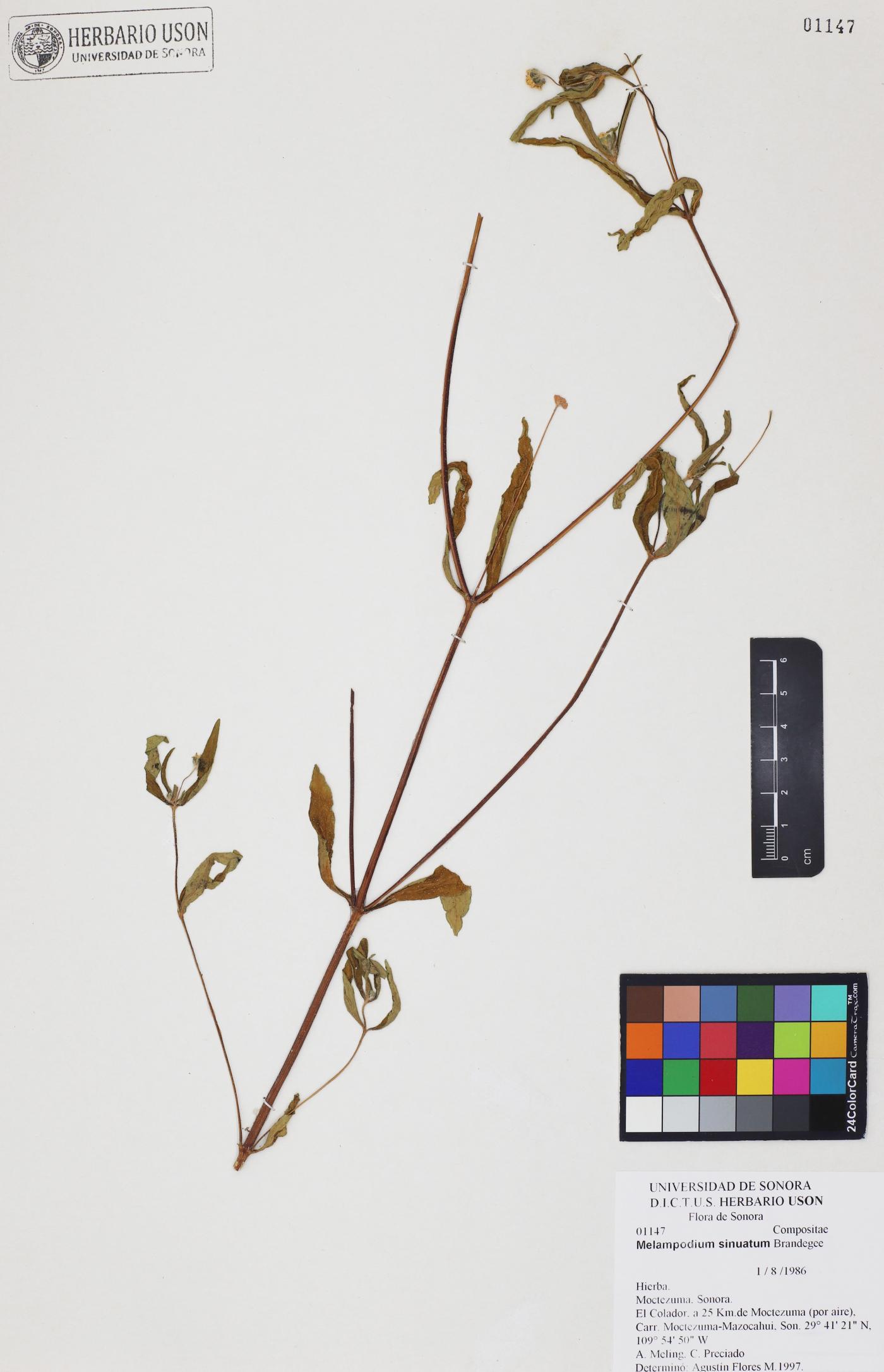 Melampodium sinuatum image