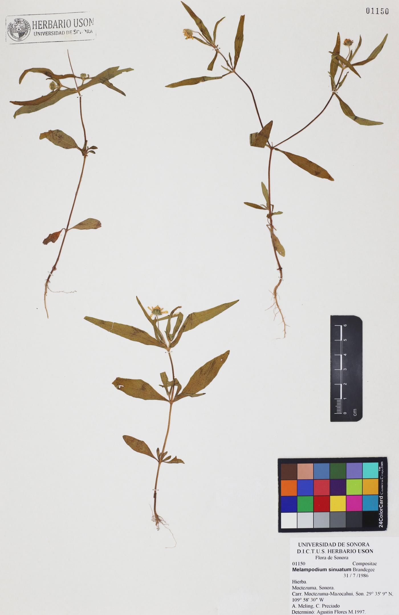 Melampodium sinuatum image
