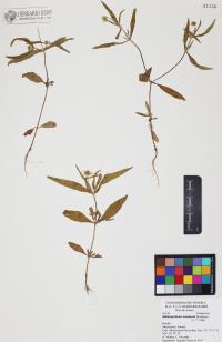 Melampodium sinuatum image
