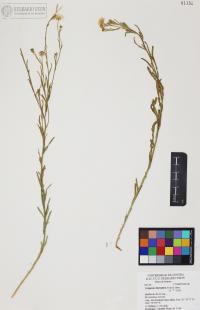 Erigeron divergens image