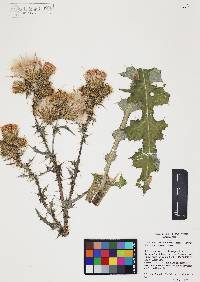 Cirsium rhaphilepis image