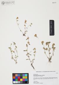 Gamochaeta purpurea image