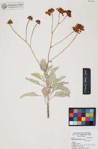 Encelia farinosa image