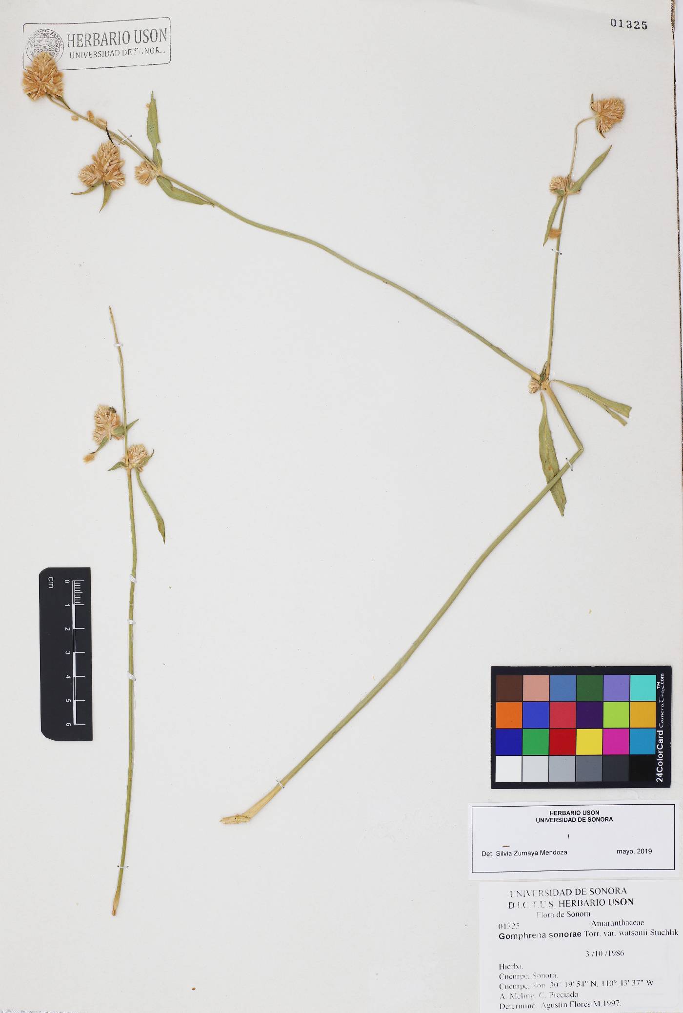 Gomphrena sonorae var. watsonii image