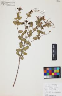 Guardiola platyphylla image