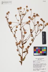 Heterotheca subaxillaris image