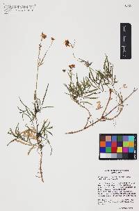 Coreocarpus arizonicus image