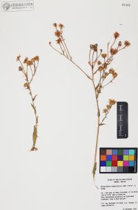 Heterotheca subaxillaris image