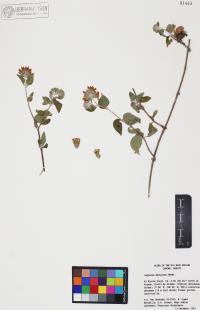 Lagascea decipiens image