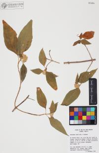 Montanoa tomentosa image