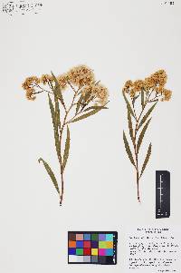 Baccharis salicifolia image