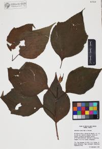 Montanoa tomentosa image