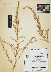 Amaranthus graecizans image