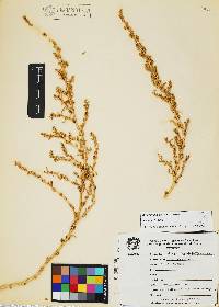 Amaranthus blitoides image