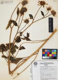 Helianthus annuus image