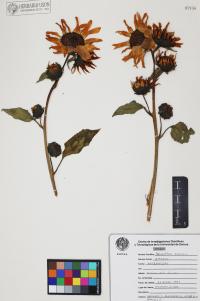 Helianthus annuus image