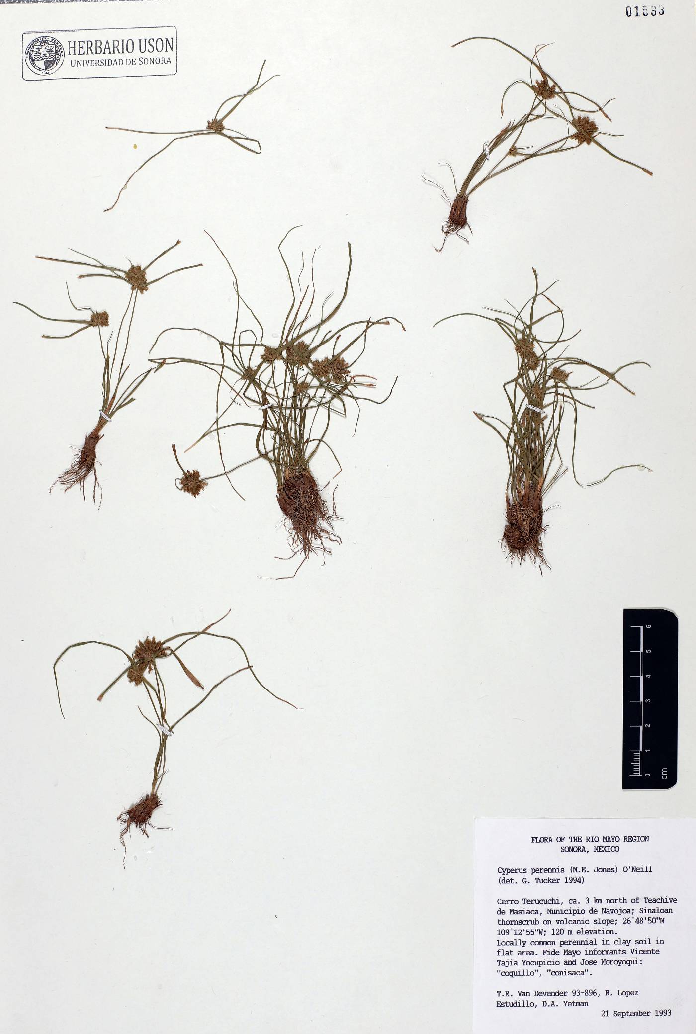 Cyperus perennis image