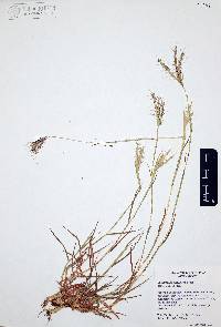 Dichanthium annulatum image
