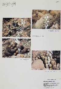 Mammillaria estebanensis image