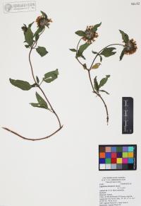 Lagascea decipiens image