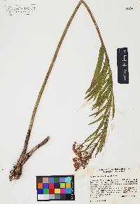 Asclepias incarnata subsp. incarnata image