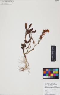 Heterotheca subaxillaris image