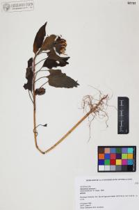 Helianthus annuus image
