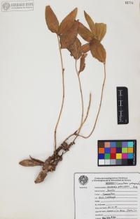Lasianthaea podocephala image