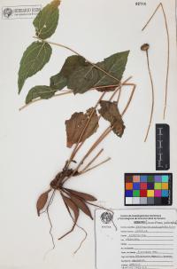 Lasianthaea podocephala image