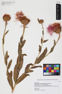 Plectocephalus rothrockii image
