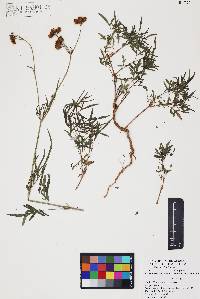Coreocarpus arizonicus image