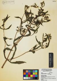 Eclipta prostrata image
