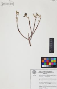 Encelia farinosa image
