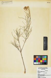 Senecio flaccidus image