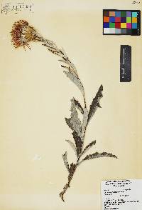 Cirsium arizonicum image