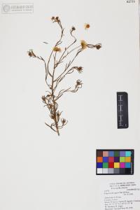 Erigeron divergens image