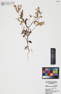 Melampodium sinuatum image