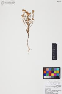 Xanthisma spinulosum image