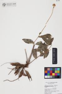 Lasianthaea podocephala image