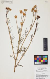 Senecio flaccidus image