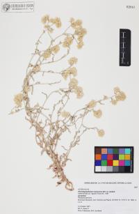 Pseudognaphalium canescens image