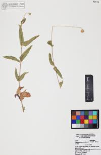 Lasianthaea podocephala image