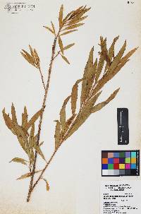 Baccharis salicifolia image