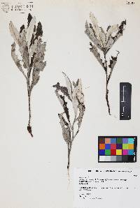 Cirsium arizonicum var. bipinnatum image